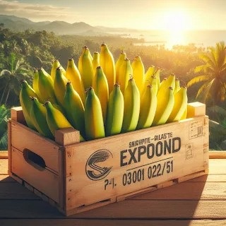 Popular Fruit Bananas Pakistan Production Bananas Washed Ripened Packed Exported