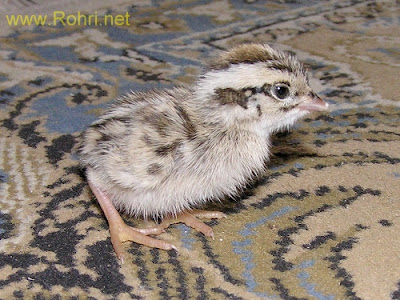 A black francolin chick standing on the ground, displaying its downy feathers and curious expression.