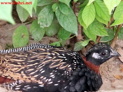 A black francolin camouflaged among green plants and grasses, trying to stay hidden.