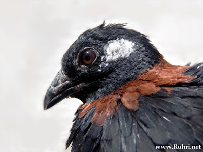A detailed close-up of a black francolin’s head and plumage, highlighting its intricate feather patterns and colors.