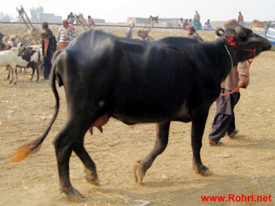 Sustainable Farming at Kundi Farm: Farmers and Buffaloes in Harmony Local farmers at Kundi Farm, Rohri, guiding Kundhi buffaloes—emphasizing traditional husbandry practices and community-driven livestock management.