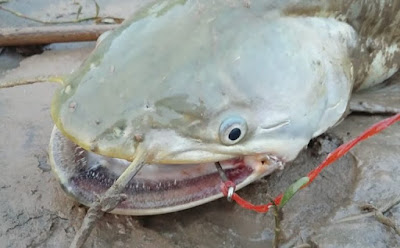 Mali Fish (Wallago attu) - Unique Catfish of the Indus Mali fish (Wallago attu), a freshwater helicopter catfish native to South Asia, found in Upper Sindh waters.The file name incorporates the scientific name and common name (helicopter catfish)