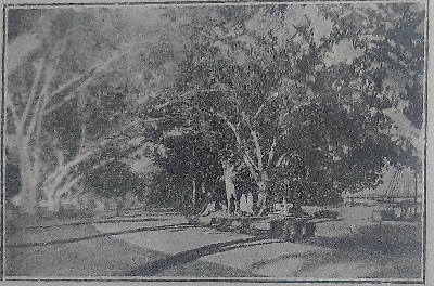 Historic Mayo Bandar Road in Sukkur, constructed by Lieutenant Colonel Alfred Mayo, lined with trees and built with stone for commercial steamboats.