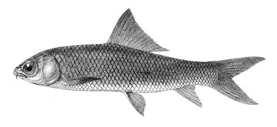 Mori Fish (Cirrhinus mrigala) - Popular in Sindhi Cuisine Mori fish (Cirrhinus mrigala), a ray-finned Mrigal Carp native to northern Pakistan, cultivated at Upper Sindh Fish Hatchery. Its cultural role in Sindhi dishes.