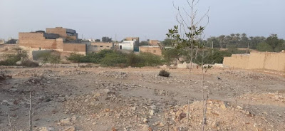 Graveyard on Hasil Shah’s Hill – Rohri’s Spiritual Heritage Graveyard atop Hasil Shah’s hill in Rohri, Sindh — sacred site with stone-marked graves, flags, and palm trees in the background. A cultural and spiritual landmark reflecting Sindh’s heritage and oral traditions.