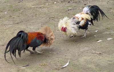 Cock, Partridge, and Quail-Fighting: A Cherished Pastime in the Region