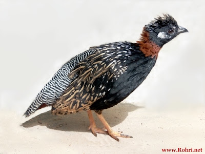 The Black Francolin: Sindh’s State Bird and Its Fascinating World