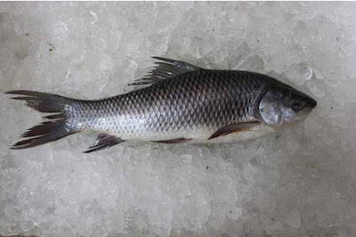 Upper Sindh Fish Hatchery: A Pillar of Sustainable Aquaculture in Pakistan