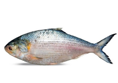 The Palla Fish of Rohri: Sindh’s Priceless Treasure